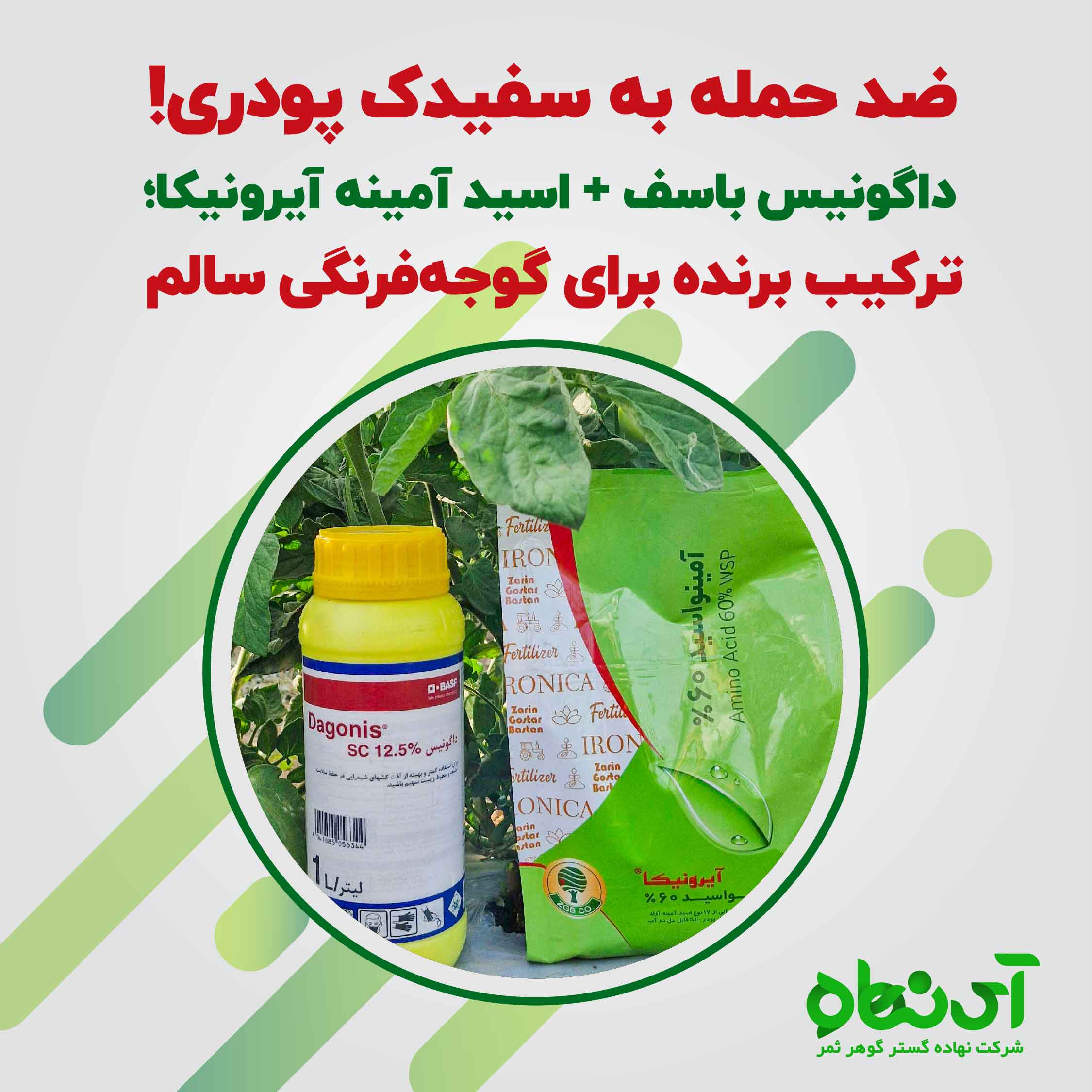 ضد حمله به سفیدک پودری ! داگونیس باسف + اسید آمینه آیرونیکا. ترکیب برنده برای گوجه فرنگی سالم